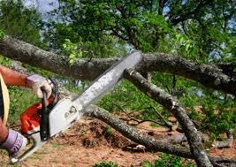 Best Hedge Trimming  in Bertsch Oceanview, CA